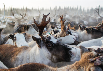 Reindeer are seen closely together in a northern forest. Many reindeer have antlers. The sun is low in the sky, creating a soft light. Dust rises as they move. © Sergo