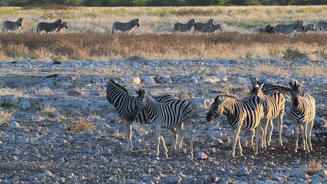 Plain zebras at waterhole,  zebras drinking from a puddle,  Equus quagga,  zebra, savannah, , Etosha, Namibia,