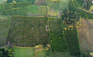 Fototapeta premium Aerial view of coffee plantations in Gia Lai, Vietnam, showing geometric farm plots, lush greenery, and organized agricultural land use in the Central Highlands.