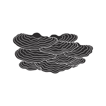 Turkey Tail Mushroom Silhouette Vector Fungi Medicinal Icon