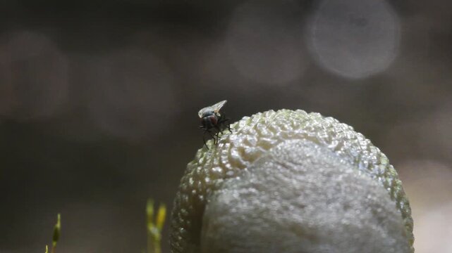 fly gets trapped in slug mucus,  close-up,  slug,   arion sp.,  gasteropoda,  family Arionidae, Gasteropoda, undergrowth, Erba, Italy, Mountain,