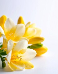 Obraz premium freesia flower