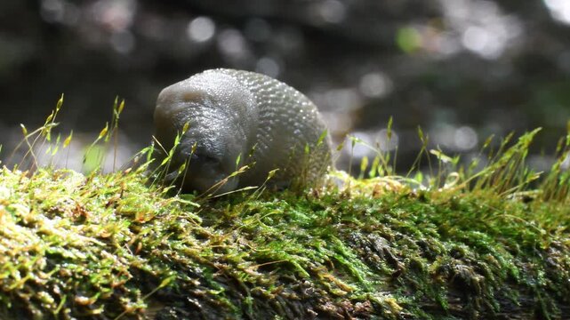  slug ,  close-up,  slug,   arion sp.,  gasteropoda,  family Arionidae, Gasteropoda, undergrowth, Erba, Italy, Mountain,