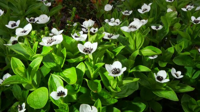 The white, austere Aryan flowers of the Swedish dogwood plant in the Lapland tundra on an autumn day.