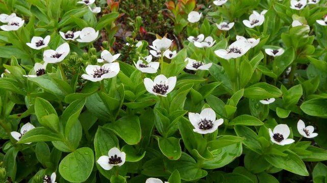 The white, austere Aryan flowers of the Swedish dogwood plant in the Lapland tundra on an autumn day.