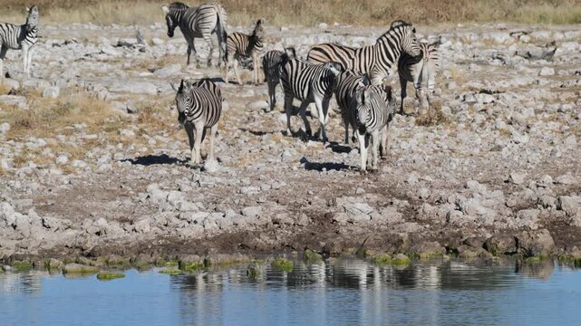 Plain zebras at waterhole,  zebras drinking from a puddle,  Equus quagga,  zebra, savannah, , Etosha, Namibia,