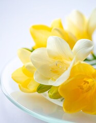 Obraz premium freesia flower