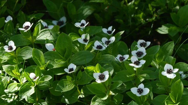 The white, austere Aryan flowers of the Swedish dogwood plant in the Lapland tundra on an autumn day.