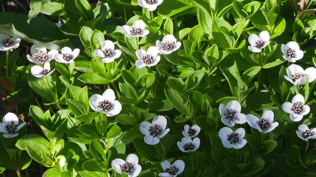 The white, austere Aryan flowers of the Swedish dogwood plant in the Lapland tundra on an autumn day.