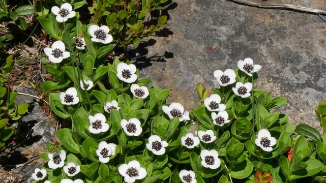 The white, austere Aryan flowers of the Swedish dogwood plant in the Lapland tundra on an autumn day.
