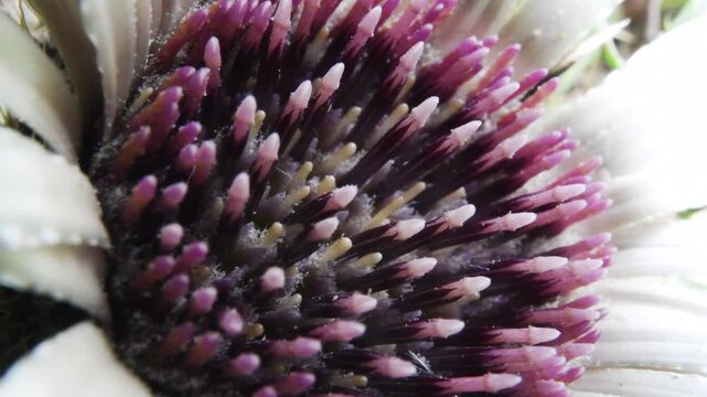 center of twistle flower and insect, weevil,  close-up, Cardus crispus,   twistle flower, Gran Paradiso National Park, Cogne, Valnontey, Valle d'Aosta, Italy, no people,