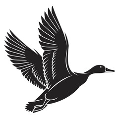Obraz premium Flying duck in silhouette