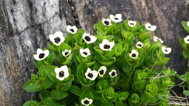 The white, austere Aryan flowers of the Swedish dogwood plant in the Lapland tundra on an autumn day.