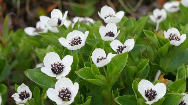 The white, austere Aryan flowers of the Swedish dogwood plant in the Lapland tundra on an autumn day.