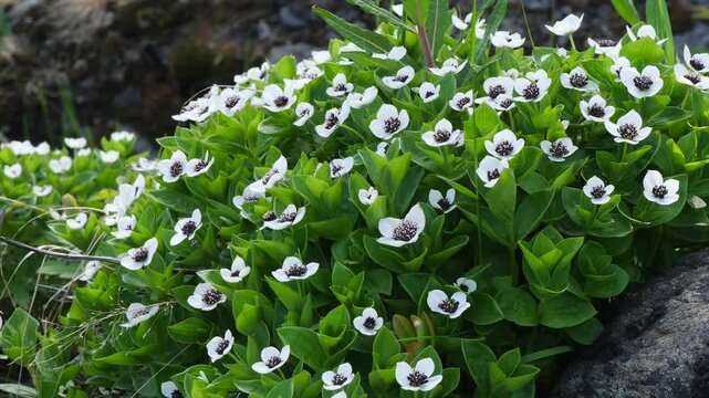 The white, austere Aryan flowers of the Swedish dogwood plant in the Lapland tundra on an autumn day.