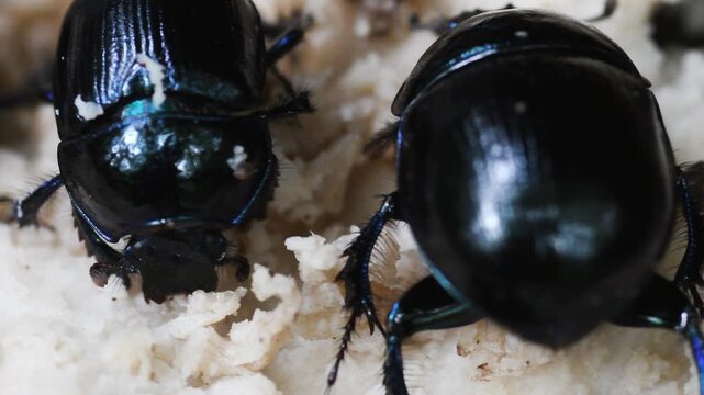 sacred scarab,  Beetle ,  Scarabaeus sacer, on mushroom, eating, close up, , Albavilla, Lombardy, Italy