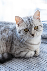 Portrait of a British Shorthair cat