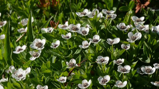 The white, austere Aryan flowers of the Swedish dogwood plant in the Lapland tundra on an autumn day.