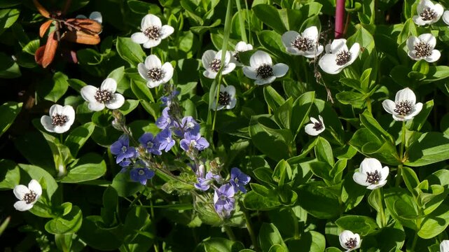 The white, austere Aryan flowers of the Swedish dogwood plant in the Lapland tundra on an autumn day.