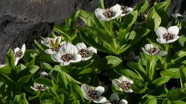 The white, austere Aryan flowers of the Swedish dogwood plant in the Lapland tundra on an autumn day.