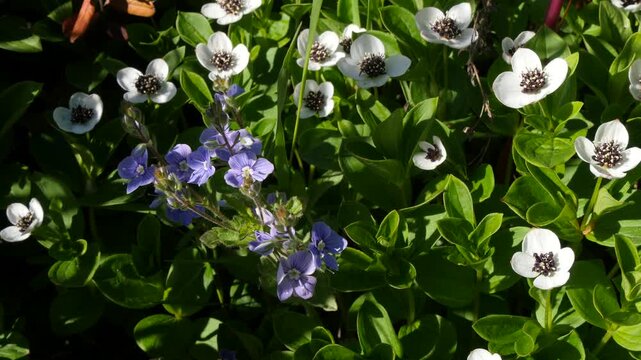 The white, austere Aryan flowers of the Swedish dogwood plant in the Lapland tundra on an autumn day.