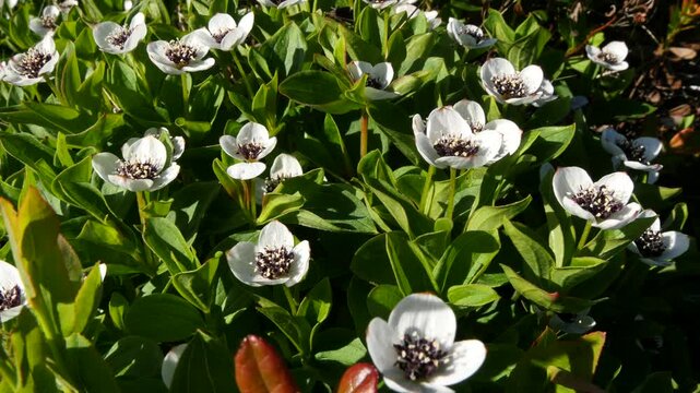 The white, austere Aryan flowers of the Swedish dogwood plant in the Lapland tundra on an autumn day.