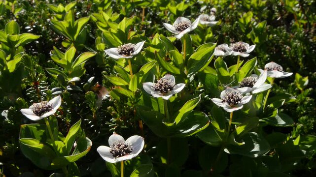 The white, austere Aryan flowers of the Swedish dogwood plant in the Lapland tundra on an autumn day.
