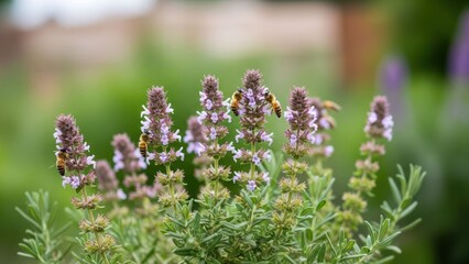 Beetle Feeding on Flower Nectar in Nature