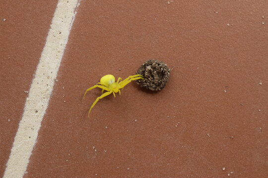 Aranha pequena cor amarelo neon paralisada pela toxina de maribondo no ch&atilde;o ao lado de bola de barro