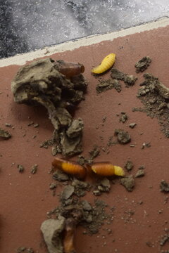 Pupa do maribondo, fase larval da criatura no ch&atilde;o ap&oacute;s quebra do casulo de barro da parede