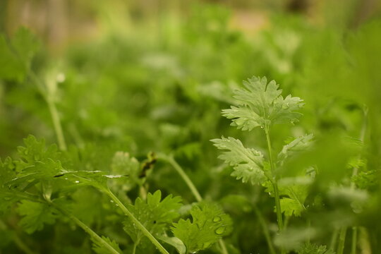 Detalhe das folhas de coentro em hortali&ccedil;a com plantas e ervas culin&aacute;rias