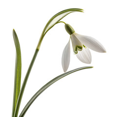 Obraz premium Snowdrop flower detailed view isolated on transparent background PNG