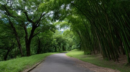 Obraz premium Serene Winding Path Through Lush Bamboo Forest Beneath Arched Green Canopy