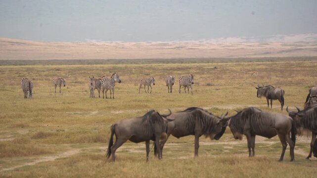 Zebras and wildebeest grazing together on the African savanna in Tanzania. Peaceful wildlife scene from a safari showing coexistence of two iconic species.