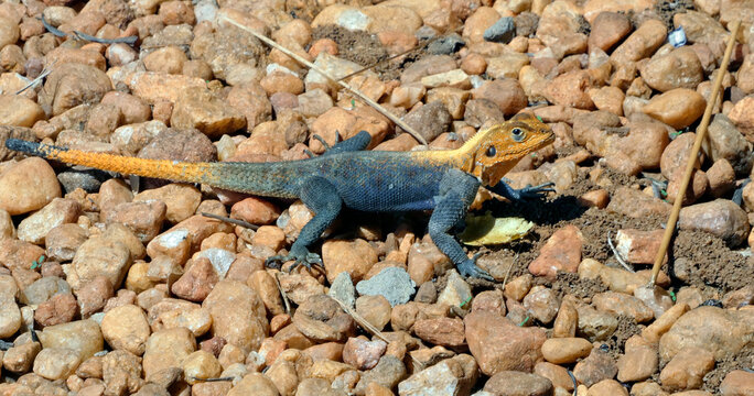 OUGANDA, une aventure au c&oelig;ur de l'Afrique entre safari et randonn&eacute;e. Gros plan sur un Agama agama, esp&egrave;ce de sauriens dans le Parc National de Murchison.