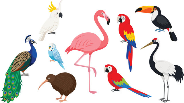 Exotic and tropical bird illustration set with flamingo, parrots, toucan and peacock