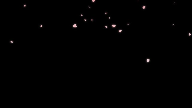 4k Cherry Blossom Petals Falling Loop, Soft pink cherry blossom petals gently fall in a seamless loop with an alpha channel,Spring season cherry blossom flower petals flying on black screen, hanami
