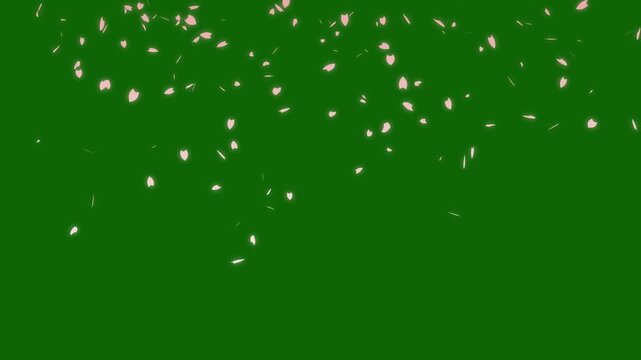 4k, Cherry blossom, sakura leaves falling transparent, Falling pink petals. Sakura in spring. rose petals, Pink cherry blossom petals falling gracefully, japanese spring concept on green screen