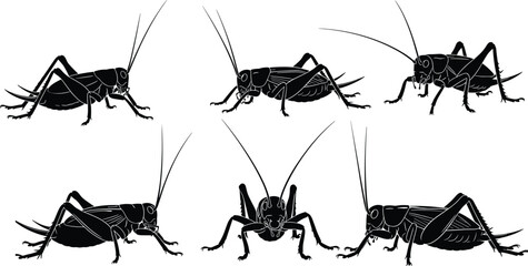 Cricket insect silhouettes set, grasshopper bug collection, realistic anatomy poses, pest biology symbols, cad drawing flat vector illustration, black design © Itz Julfikar Here