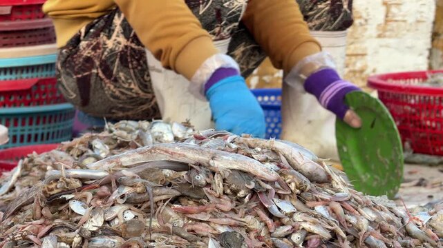 Close view of hands sorting non target marine species into containers, illustrating organized handling of mixed bycatch in a traditional coastal fishing environment. Bycatch processing.