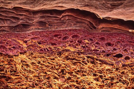 Colorized scanning electron microscope cross section of human skin layers closeup
