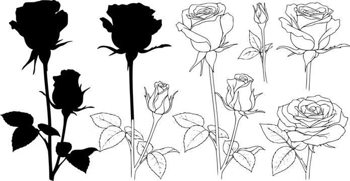 Rose flower silhouette and outline sketch collection, blooming floral bud with stem and leaf set, romantic valentine nature element, cad drawing flat vector illustration 
