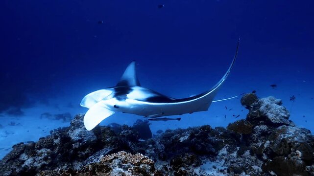 Reef Manta Ray Gliding Low Over Coral Seafloor