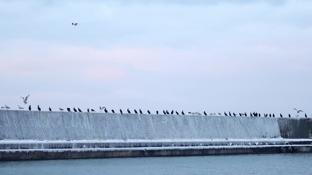 Winter scene of seabirds perched on frozen storm gates along Jamno Channel near Mielno, filmed in slow motion.