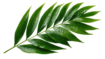 Palm leaves isolated on transparent backgrounded, clean and natural composition