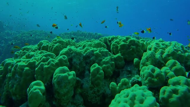 Many bright orange Anthias swim over tropical corals in backlit, Slow motion of shoal of Sea Goldie or Lyretail Anthias, Orange Basslet, Pseudanthias squamipinnis in coral garden