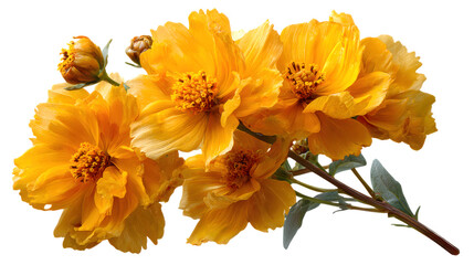 Capture vibrant moments with these stunning golden cosmos flowers, perfect for adding a touch of elegance and warmth to any project, isolated on transparent backgrounded