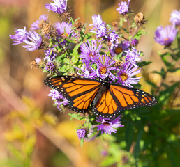 Fototapeta premium Monarch Butterfly (insect)