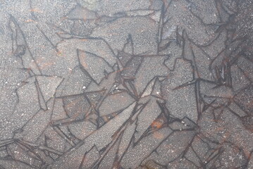 Witraż namalowany przez mróz. Zamarznięta tafla wody na jeziorze. Koloru nadają znajdujące się pod lodem rośliny. © MalgorzataW