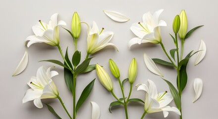 Elegant white lilies with buds and fallen petals arranged on a neutral gray background.